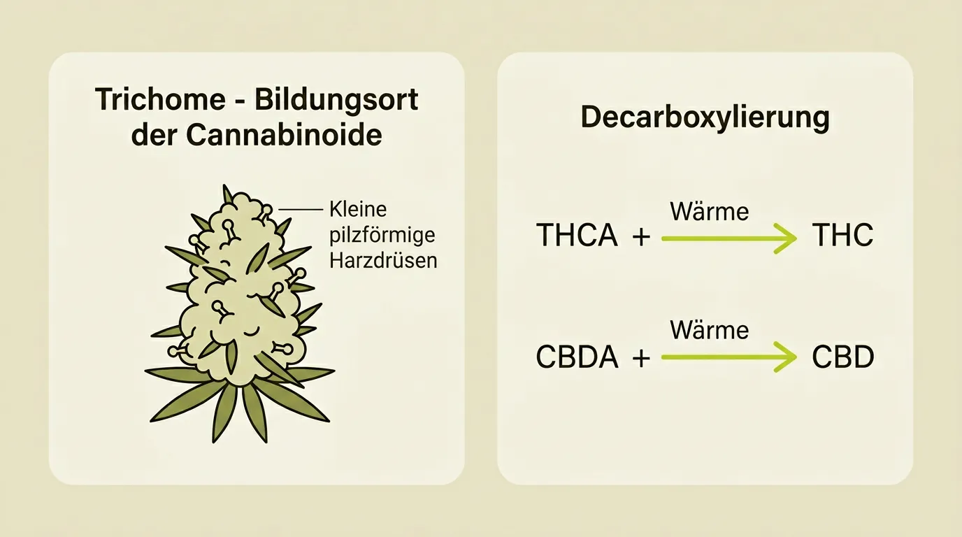 Schema: Trichome auf der Cannabisblüte und Decarboxylierung von THCA und CBDA zu THC und CBD